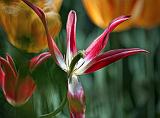 Wilting Red Tulip_25478